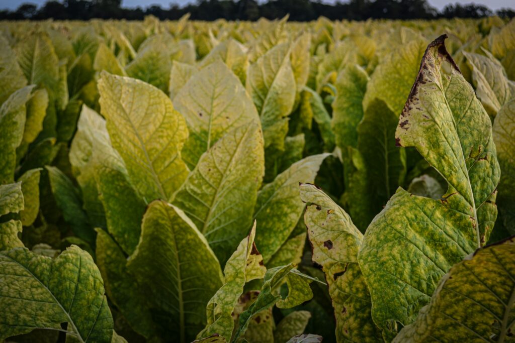 tobacco leap
